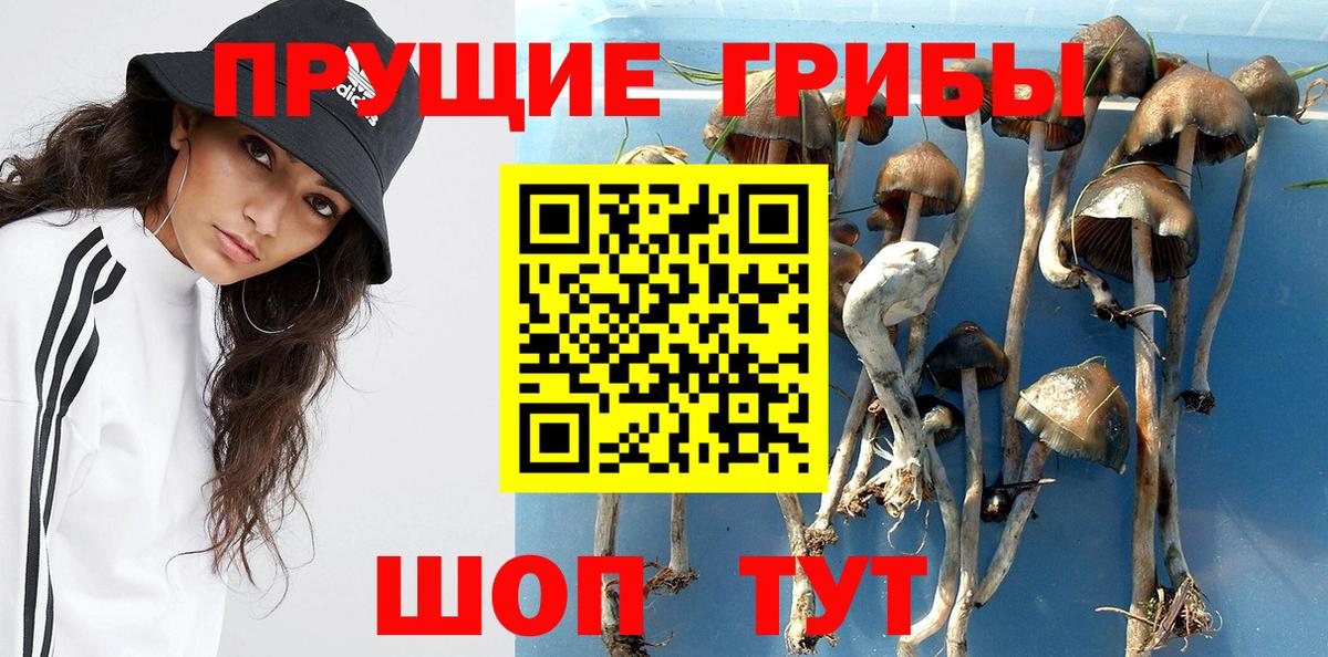 Вязьма  Псилоцибиновые грибы GOLDEN TEACHER  Галлюциногенные грибы ЛСД  Вход с VPN 